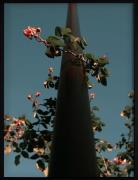 Poster Flowers Blue Democratic Gallery