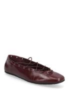 Pointe Burgundy Steve Madden