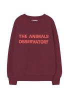 Browned Farnet Leo Sweatshirt Burgundy THE ANIMALS OBSERVATORY
