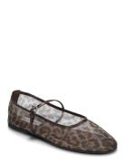 Mash Balerina Ballerinat Brown Steve Madden