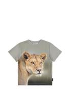 Riley Tops T-shirts Short-sleeved Grey Molo